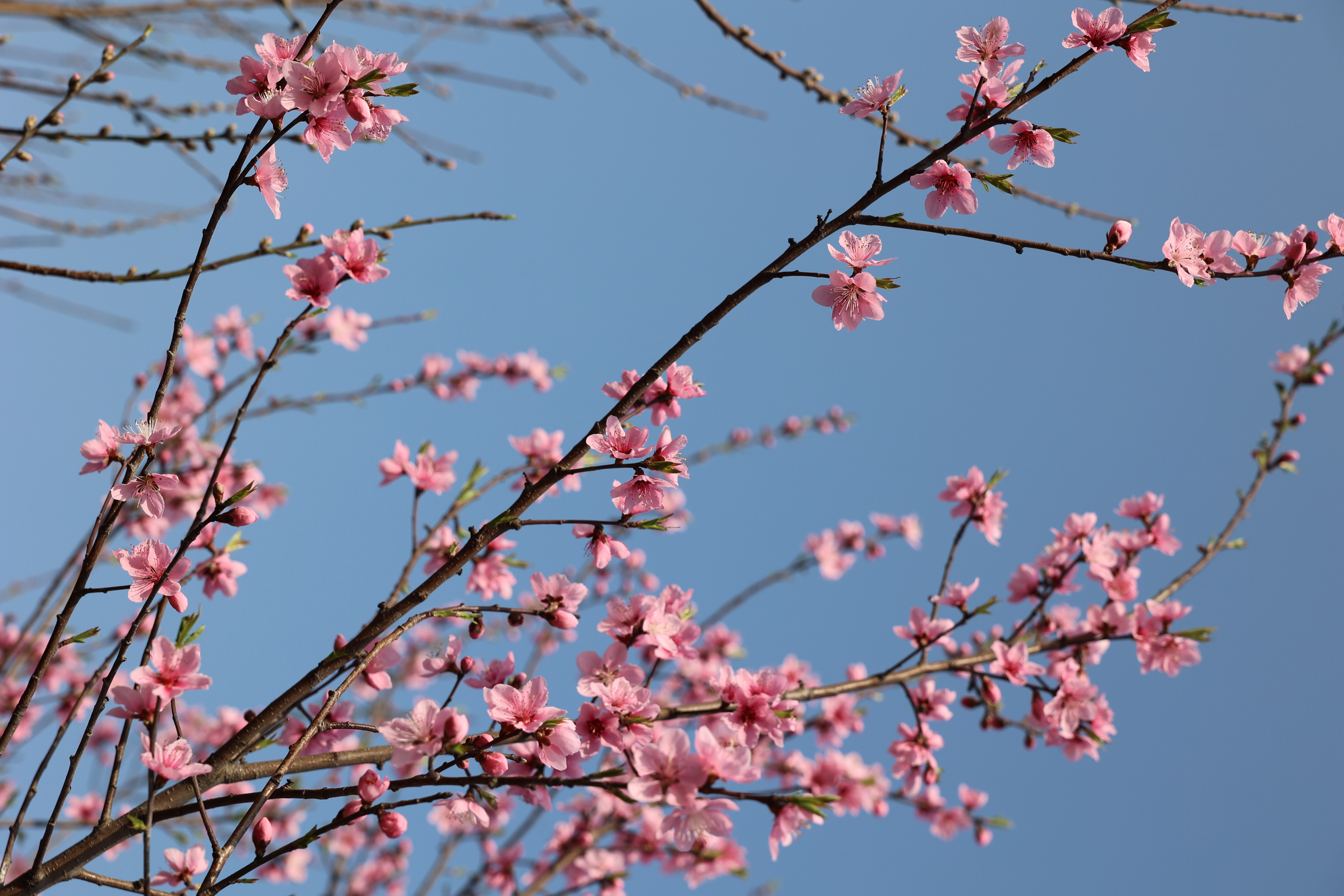 春風(fēng)十里，植樹(shù)有你?？靵?lái)參加全民義務(wù)植樹(shù)活動(dòng)吧！